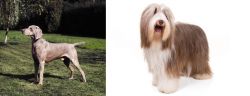 Smooth Haired Weimaraner vs Bearded Collie - Breed Comparison