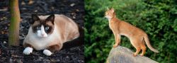 Snowshoe vs Abyssinian - Breed Comparison