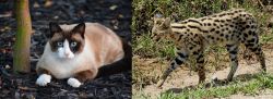 Snowshoe vs African Serval - Breed Comparison