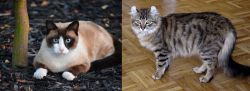 Snowshoe vs American Curl - Breed Comparison
