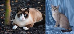 Snowshoe vs American Keuda - Breed Comparison