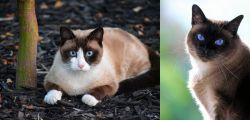 Snowshoe vs Applehead Siamese - Breed Comparison
