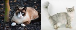 Snowshoe vs Asian Semi-Longhair - Breed Comparison