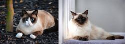 Snowshoe vs Balinese - Breed Comparison