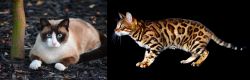 Snowshoe vs Bengal - Breed Comparison