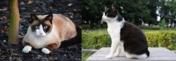 Snowshoe vs Bicolor - Breed Comparison