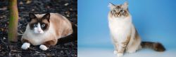 Snowshoe vs Birman - Breed Comparison