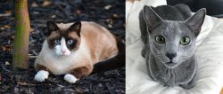 Snowshoe vs Blue Russian - Breed Comparison