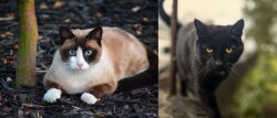 Snowshoe vs Bombay - Breed Comparison