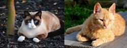 Snowshoe vs Brazilian Shorthair - Breed Comparison