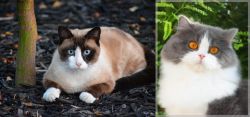 Snowshoe vs British Longhair - Breed Comparison