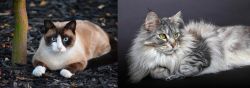 Snowshoe vs Domestic Longhaired Cat - Breed Comparison