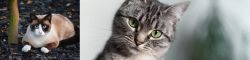 Snowshoe vs Domestic Shorthaired Cat - Breed Comparison