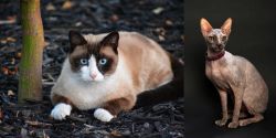 Snowshoe vs Don Sphynx - Breed Comparison