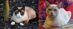 Snowshoe vs European Burmese - Breed Comparison