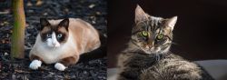 Snowshoe vs European Shorthair - Breed Comparison