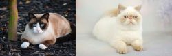 Snowshoe vs Exotic Shorthair - Breed Comparison