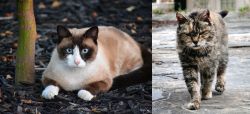 Snowshoe vs Farm Cat - Breed Comparison