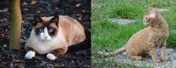 Snowshoe vs German Rex - Breed Comparison