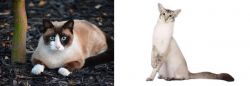 Snowshoe vs Javanese - Breed Comparison