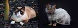 Snowshoe vs Lykoi - Breed Comparison