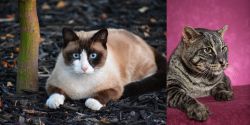 Snowshoe vs Machbagral - Breed Comparison