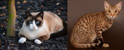 Snowshoe vs Ocicat - Breed Comparison