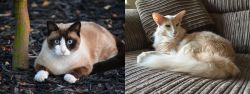 Snowshoe vs Oriental Longhair - Breed Comparison
