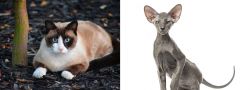 Snowshoe vs Peterbald - Breed Comparison