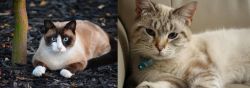 Snowshoe vs Siamese/Tabby - Breed Comparison