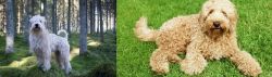 Soft-Coated Wheaten Terrier vs Labradoodle - Breed Comparison