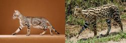 Sokoke vs African Serval - Breed Comparison