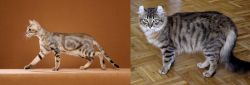 Sokoke vs American Curl - Breed Comparison
