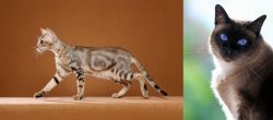 Sokoke vs Applehead Siamese - Breed Comparison