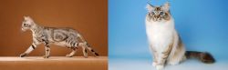 Sokoke vs Birman - Breed Comparison