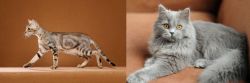 Sokoke vs British Semi-Longhair - Breed Comparison