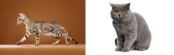 Sokoke vs British Shorthair - Breed Comparison