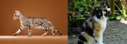 Sokoke vs Calico - Breed Comparison