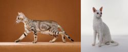 Sokoke vs Cornish Rex - Breed Comparison