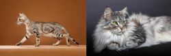 Sokoke vs Domestic Longhaired Cat - Breed Comparison