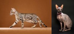 Sokoke vs Don Sphynx - Breed Comparison
