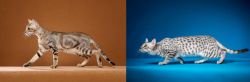 Sokoke vs Egyptian Mau - Breed Comparison