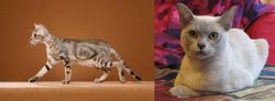 Sokoke vs European Burmese - Breed Comparison