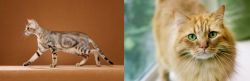 Sokoke vs Ginger Tabby - Breed Comparison