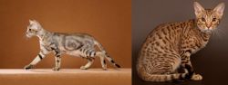 Sokoke vs Ocicat - Breed Comparison