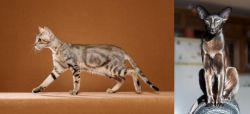 Sokoke vs Oriental Shorthair - Breed Comparison
