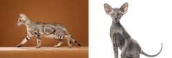 Sokoke vs Peterbald - Breed Comparison