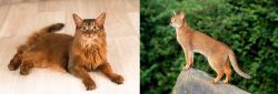 Somali vs Abyssinian - Breed Comparison