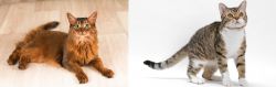 Somali vs American Wirehair - Breed Comparison