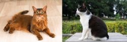 Somali vs Bicolor - Breed Comparison
